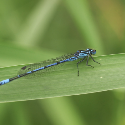 Libellula
